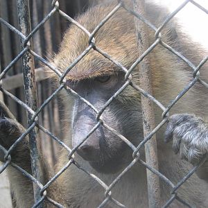 ZOO VR - Female olive baboon