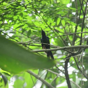 Wild swallow-tailed hummingbird