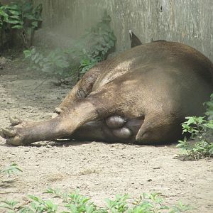 ZOO VR - Male tapir