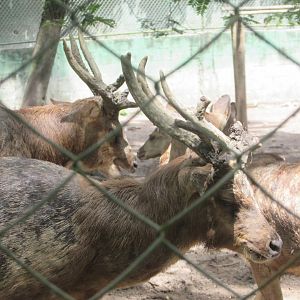 ZOO VR - Asian deer