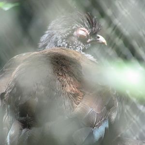 ZOO VR - Chaco chachalaca