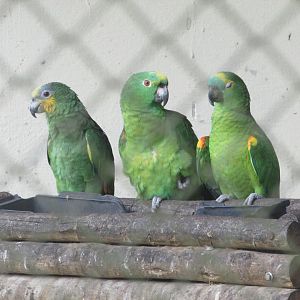 ZOO VR - The three caballeros!