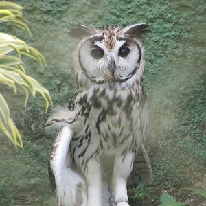 ZOO VR - Striped owl