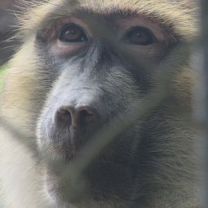ZOO VR - Female olive baboon
