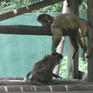 ZOO VR - Tufted capuchins