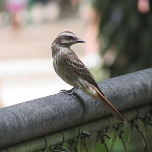 Wild streaked flycatcher
