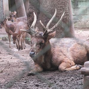 ZOO VR - Asian deer