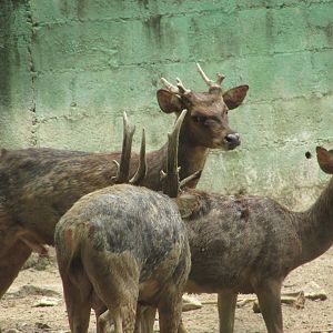 ZOO VR - Asian deer