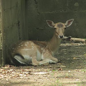 ZOO VR - Fallow deer