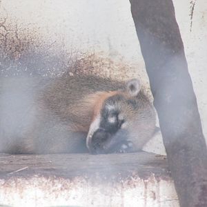 ZOO VR - Sleeping coati