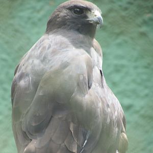 ZOO VR - Zone-tailed hawk