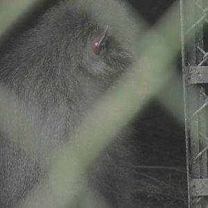 ZOO VR - Elderly Japanese macaque