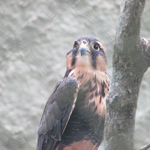 ZOO VR - Aplomado falcon