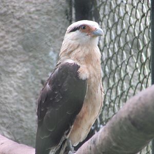 ZOO VR - Yellow-eyed caracara