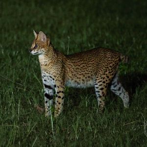 Serval (Leptailurus serval)