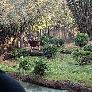 Okapi - Kilimanjaro Safari
