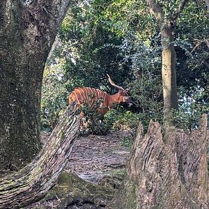 Bongo - Kilimanjaro Safari