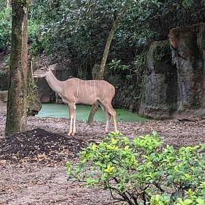 Greater Kudu - Kilimanjaro Safari