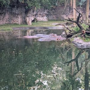 Hippo pod - Kilimanjaro Safari