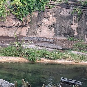 Nile Crocodiles - Kilimanjaro Safari