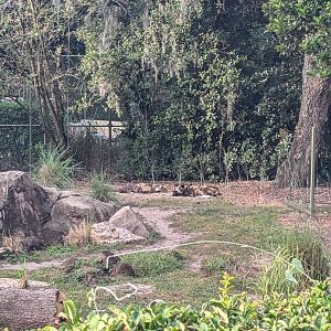 Painted Dogs - Kilimanjaro Safari