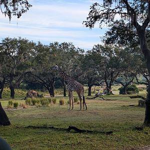 Giraffe - Kilimanjaro Safari