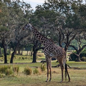 Giraffe - Kilimanjaro Safari