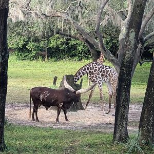 Watusi and Giraffe - Kilimanjaro Safari