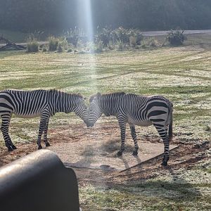 Zebra - Kilimanjaro Safari