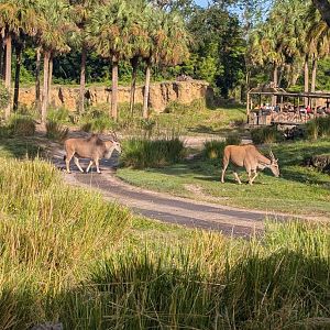 Common Eland - Kilimanjaro Safari