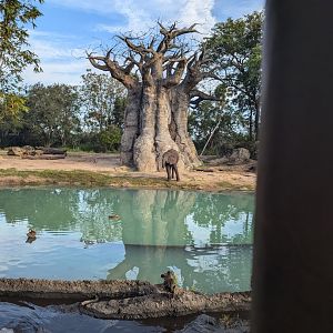 African Elephant - Kilimanjaro Safari