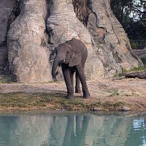 African Elephant - Kilimanjaro Safari