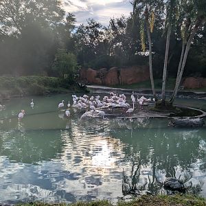 Greater Flamingos - Kilimanjaro Safari