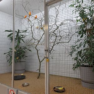 Tropikariet - Man-Made Freaks - Canary aviary