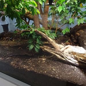 Tropikariet - Man-Made Freaks - Python exhibit