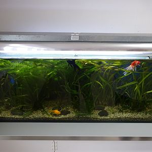 Tropikariet - Man-Made Freaks - Goldfish tank