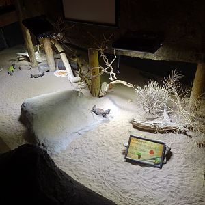 Tropikariet - Café Masai Mara - Mastigure exhibit