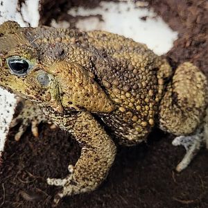 Rhinella marina