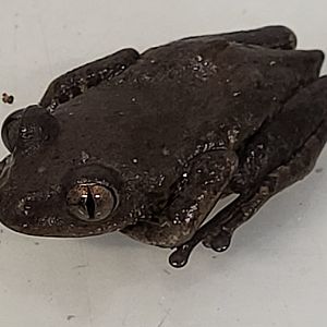 Phlyctimantis boulengeri