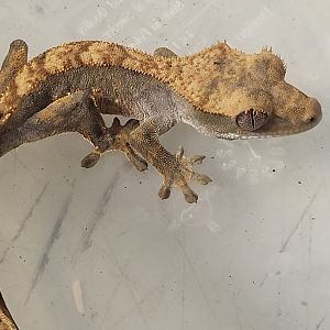 Correlophus ciliatus