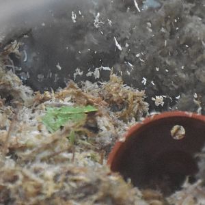 Southern Darwin's frog, Rhinoderma darwinii