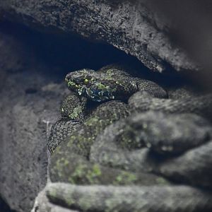 Manghsan pitvipers, Protobothrops mangshanensis