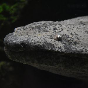 Chinese giant salamander, Andrias davidianus