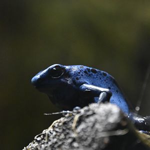 Dyeing poison dart frog, Dendrobates tinctorius