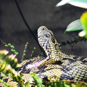 Ethiopian mountain adder, Bitis parviocula