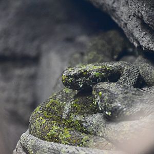 Mangshan pitvipers, Protobothrops mangshanensis