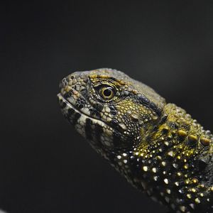 Chinese crocodile lizard, Shinisaurus crocodilurus