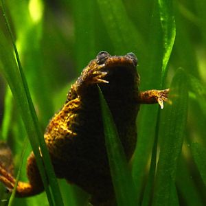 Oku clawed frog, Xenopus longipes