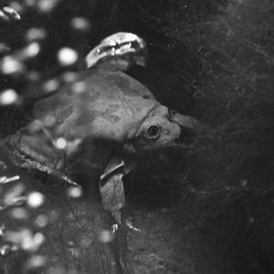 Titicaca water frog and bubbles, Telmatobius culeus