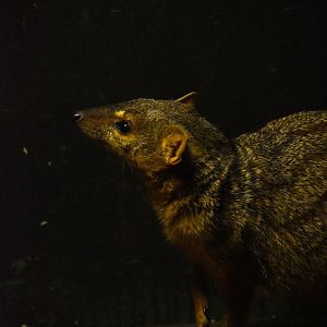 Narrow striped mongoose, Mungotictis decemlineata
